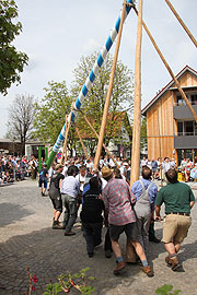 Der Maibaum wurde zuerst herangerollt (©Foto. Martin Schmitz)